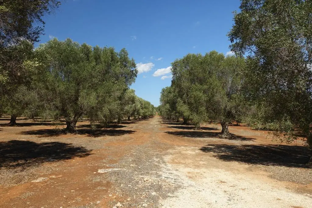Olivenhain im Bergland nahe Plomari auf der Insel Lesbos